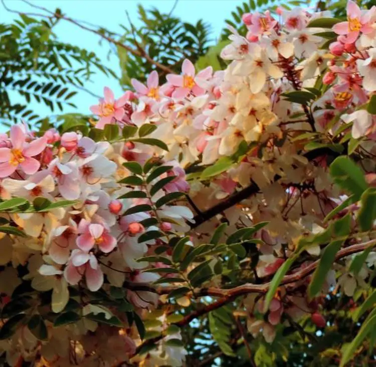 Cassia bakeriana - Cassia Flor de Macieira Anã, Cássia Chuveiro Cor-de-rosa, Árvore dos Desejos - Imagem 8