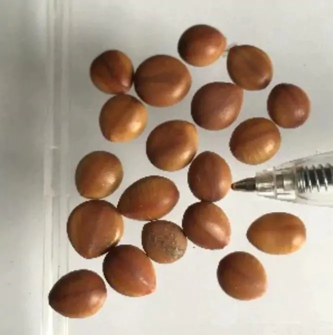 Cassia bakeriana - Cassia Flor de Macieira Anã, Cássia Chuveiro Cor-de-rosa, Árvore dos Desejos - Imagem 9