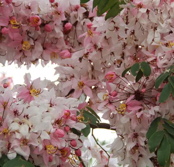 Cassia javanica ssp. Nodosa - Cassia Flor de Maçã, Cassia Rosa, Cassia Javanesa, Cássia Chuveiro de Java