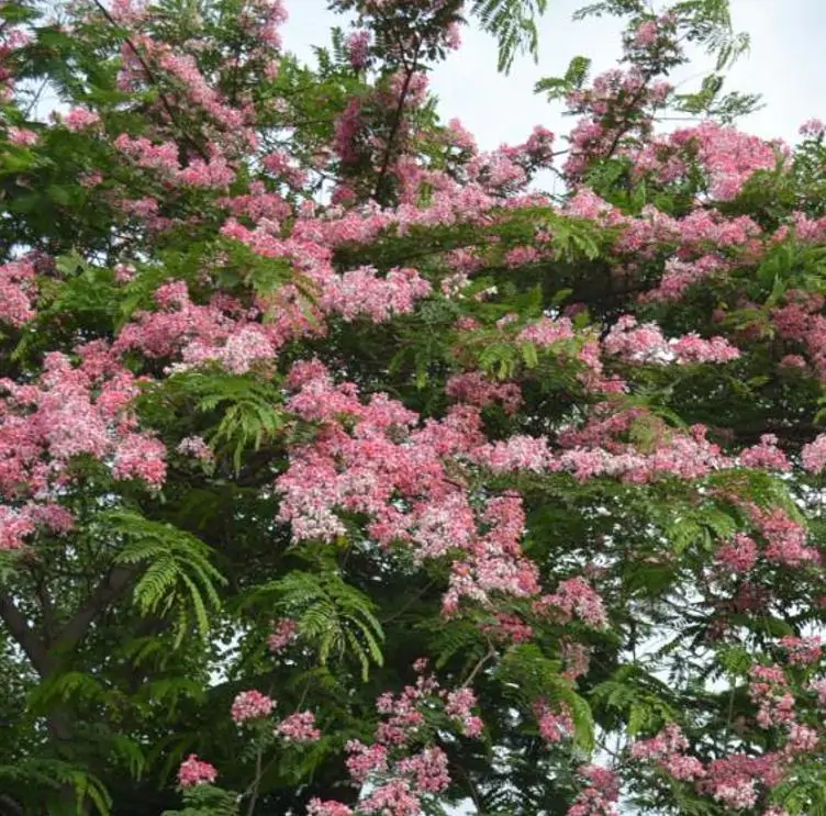 Cassia javanica ssp. Nodosa - Cassia Flor de Maçã, Cassia Rosa, Cassia Javanesa, Cássia Chuveiro de Java - Imagem 2