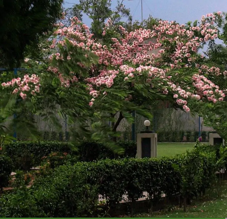 Cassia javanica ssp. Nodosa - Cassia Flor de Maçã, Cassia Rosa, Cassia Javanesa, Cássia Chuveiro de Java - Imagem 3