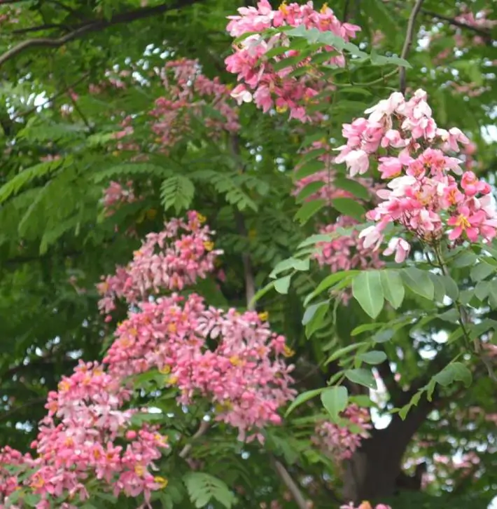 Cassia javanica ssp. Nodosa - Cassia Flor de Maçã, Cassia Rosa, Cassia Javanesa, Cássia Chuveiro de Java - Imagem 4
