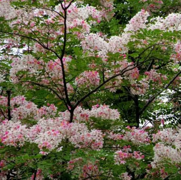 Cassia javanica ssp. Nodosa - Cassia Flor de Maçã, Cassia Rosa, Cassia Javanesa, Cássia Chuveiro de Java - Imagem 5