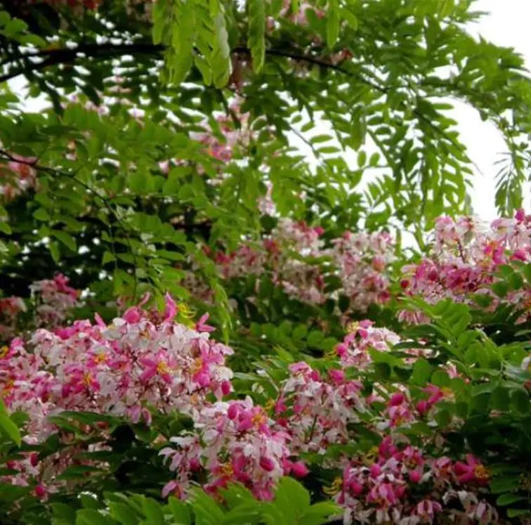 Cassia javanica ssp. Nodosa - Cassia Flor de Maçã, Cassia Rosa, Cassia Javanesa, Cássia Chuveiro de Java - Imagem 6