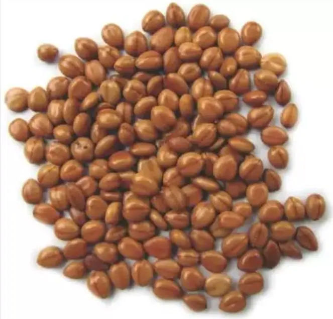 Cassia javanica ssp. Nodosa - Cassia Flor de Maçã, Cassia Rosa, Cassia Javanesa, Cássia Chuveiro de Java - Imagem 9