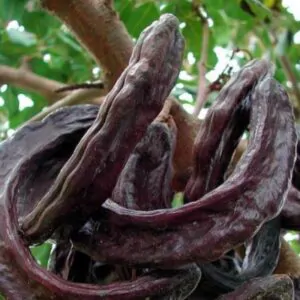Ceratonia Siliqua - Alfarrobeira