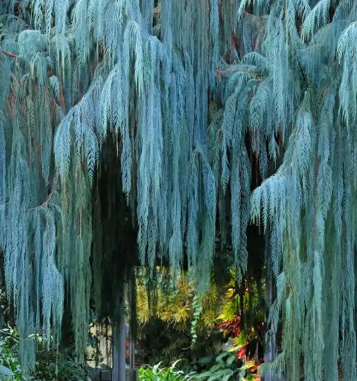 Cupressus cashmeriana - Cipreste de Caxemira, Cipreste Butão, Cipreste Cascata Azul, Cipreste Chorão