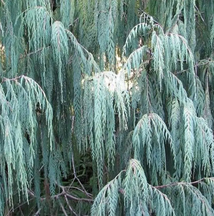 Cupressus cashmeriana - Cipreste de Caxemira, Cipreste Butão, Cipreste Cascata Azul, Cipreste Chorão - Imagem 2