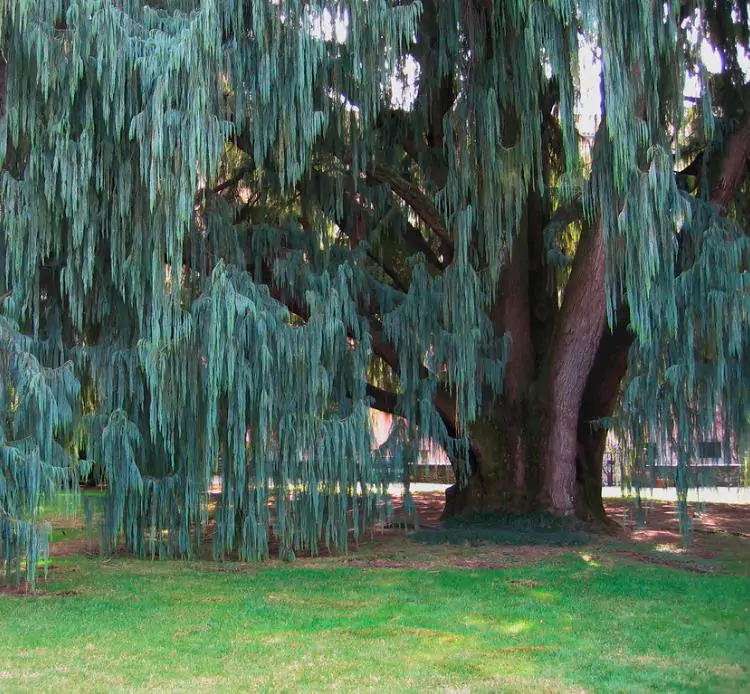 Cupressus cashmeriana - Cipreste de Caxemira, Cipreste Butão, Cipreste Cascata Azul, Cipreste Chorão - Imagem 3