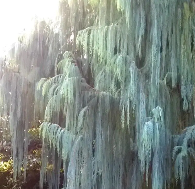 Cupressus cashmeriana - Cipreste de Caxemira, Cipreste Butão, Cipreste Cascata Azul, Cipreste Chorão - Imagem 4