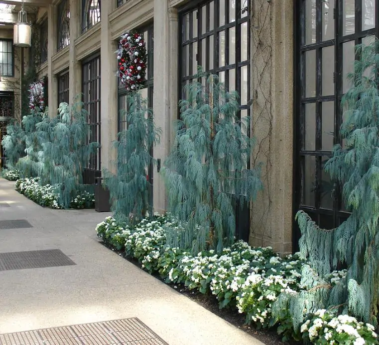 Cupressus cashmeriana - Cipreste de Caxemira, Cipreste Butão, Cipreste Cascata Azul, Cipreste Chorão - Imagem 5