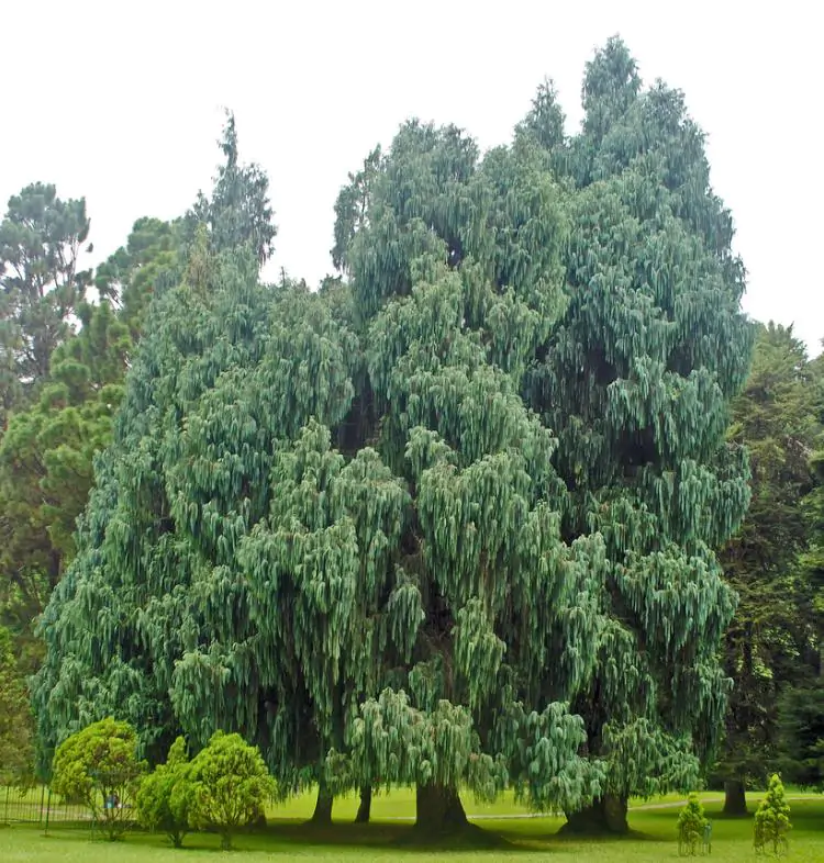 Cupressus cashmeriana - Cipreste de Caxemira, Cipreste Butão, Cipreste Cascata Azul, Cipreste Chorão - Imagem 6