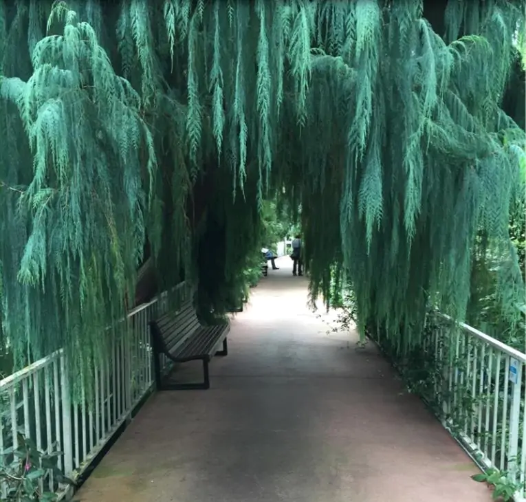 Cupressus cashmeriana - Cipreste de Caxemira, Cipreste Butão, Cipreste Cascata Azul, Cipreste Chorão - Imagem 7