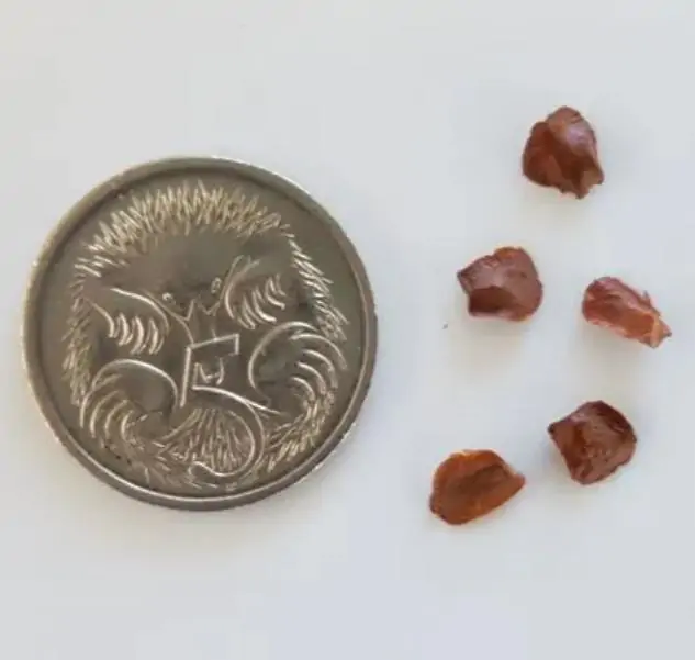 Cupressus cashmeriana - Cipreste de Caxemira, Cipreste Butão, Cipreste Cascata Azul, Cipreste Chorão - Imagem 8