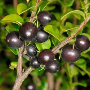 Diospyros vaccinioides - Mini-caqui, Caqui-uva, Small Persimmon, Pequeno Caqui