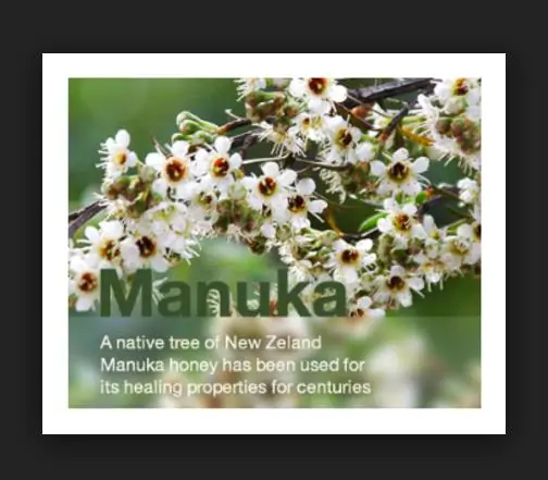 Leptospermum scoparium prov. NZ - Manuka, Planta chá Nova Zelândia, Árvore chá da Nova Zelândia