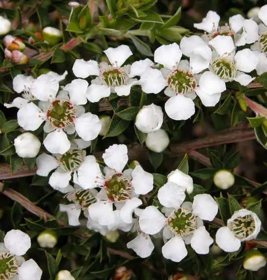 Leptospermum scoparium prov. NZ - Manuka, Planta chá Nova Zelândia, Árvore chá da Nova Zelândia - Imagem 3