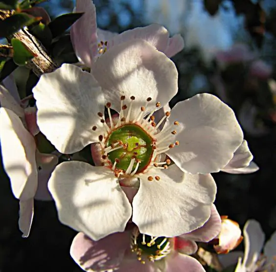 Leptospermum scoparium prov. NZ - Manuka, Planta chá Nova Zelândia, Árvore chá da Nova Zelândia - Imagem 4