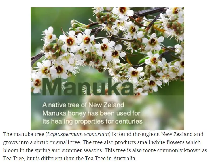 Leptospermum scoparium prov. NZ - Manuka, Planta chá Nova Zelândia, Árvore chá da Nova Zelândia - Imagem 7