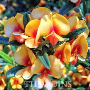 Oxylobium ellipticum - Alecrim Dourado, Golden Shaggy Pea