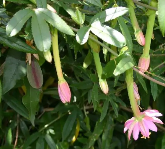Passiflora Tripartita var. Azuayensis - Maracujá manga, maracujá, banana passionfruit, mango passionfruit - Imagem 3