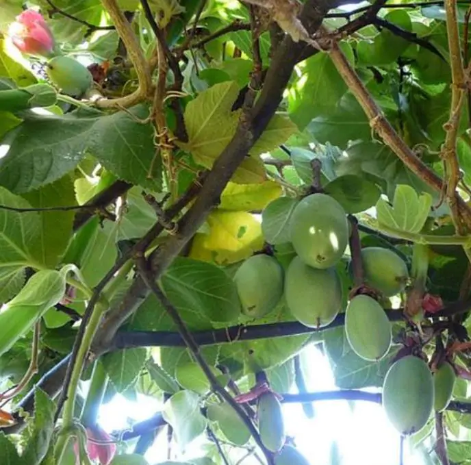 Passiflora Tripartita var. Azuayensis - Maracujá manga, maracujá, banana passionfruit, mango passionfruit - Imagem 5