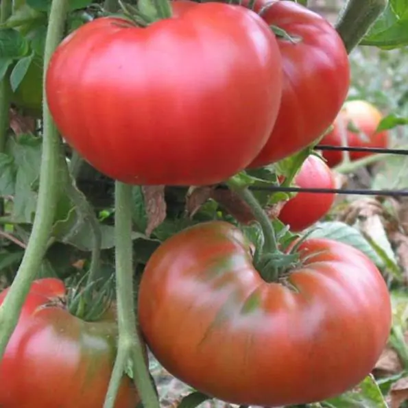 Solanum lycopersicon Gigante Liscio (Nova seleção com Certificação Orgânica) - Tomate Gigante Liscio (Nova Seleção) - Imagem 3