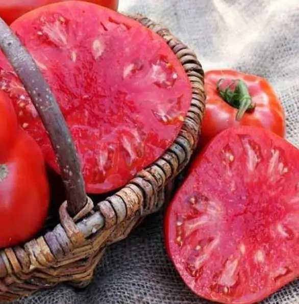 Solanum lycopersicon Gigante Liscio (Nova seleção com Certificação Orgânica) - Tomate Gigante Liscio (Nova Seleção) - Imagem 4