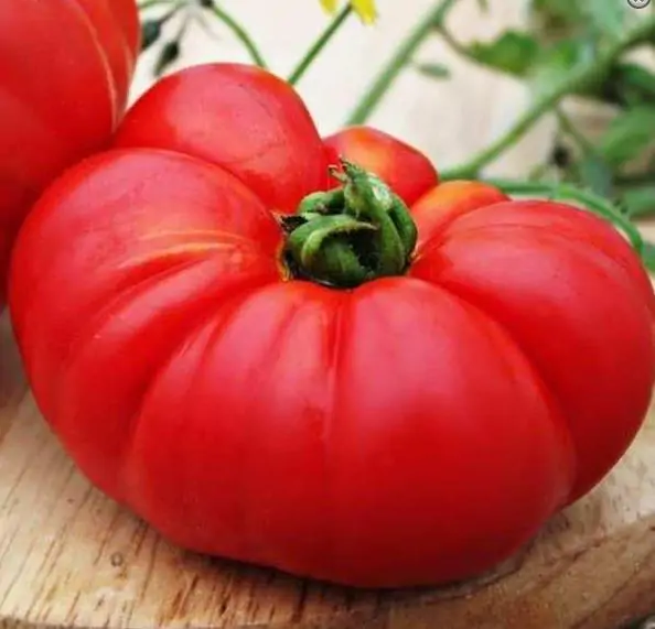 Solanum lycopersicon Gigante Liscio (Nova seleção com Certificação Orgânica) - Tomate Gigante Liscio (Nova Seleção) - Imagem 6