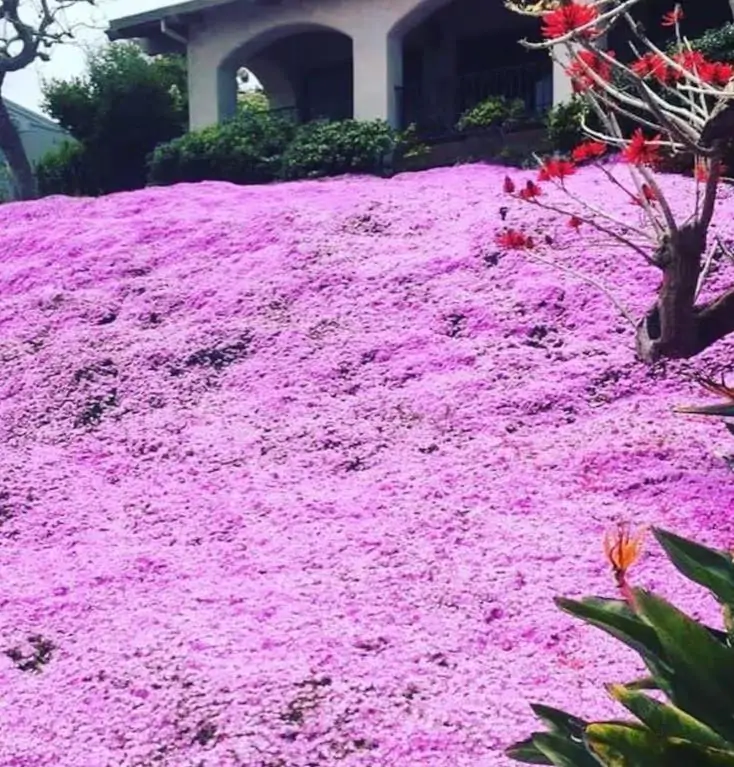 Thymus serpyllum - Tomilho Selvagem, Grama Rosa Tomilho Aromática, Tomilho Rastejante, Tomilho Lim
