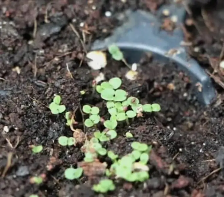 Thymus serpyllum - Tomilho Selvagem, Grama Rosa Tomilho Aromática, Tomilho Rastejante, Tomilho Lim - Imagem 4