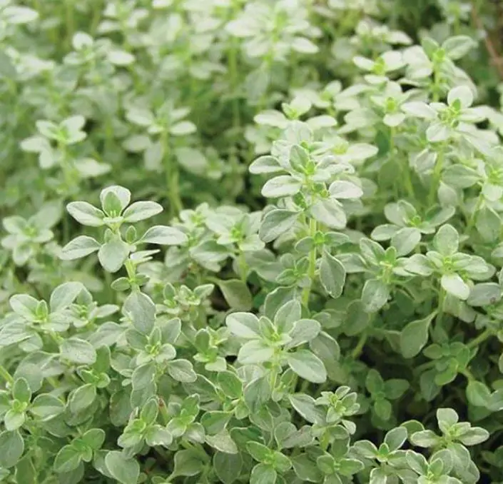 Thymus serpyllum - Tomilho Selvagem, Grama Rosa Tomilho Aromática, Tomilho Rastejante, Tomilho Lim - Imagem 5
