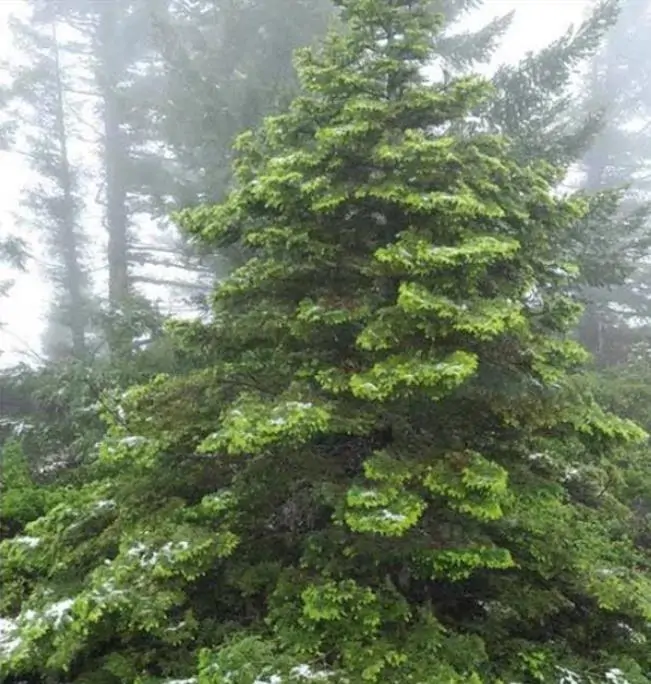 Abies amabilis - Abeto de Prata, Abeto Prateado do Pacífico, Cascade Silver Fir - Imagem 8