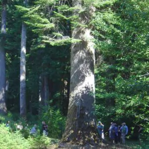 Abies grandis Inland (Picea Grandis, Pinus Grandis) - Abeto Gigante, Pinheiro gigante, Abeto Branco de Planície, Abeto de Bálsamo, Gia