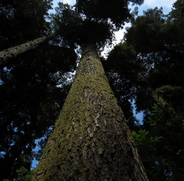 Abies grandis Inland (Picea Grandis, Pinus Grandis) - Abeto Gigante, Pinheiro gigante, Abeto Branco de Planície, Abeto de Bálsamo, Gia - Imagem 4