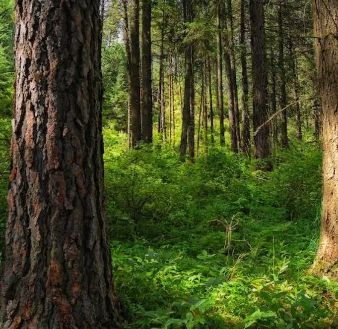 Abies grandis Inland (Picea Grandis, Pinus Grandis) - Abeto Gigante, Pinheiro gigante, Abeto Branco de Planície, Abeto de Bálsamo, Gia - Imagem 5