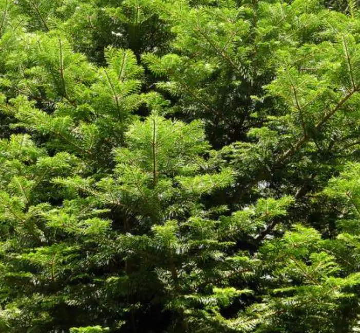 Abies grandis Inland (Picea Grandis, Pinus Grandis) - Abeto Gigante, Pinheiro gigante, Abeto Branco de Planície, Abeto de Bálsamo, Gia - Imagem 6