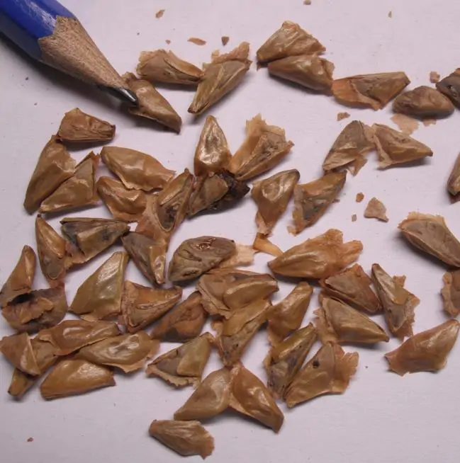 Abies grandis Inland (Picea Grandis, Pinus Grandis) - Abeto Gigante, Pinheiro gigante, Abeto Branco de Planície, Abeto de Bálsamo, Gia - Imagem 8