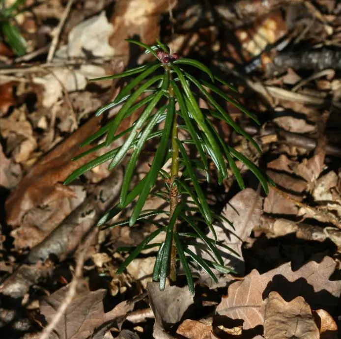 Abies grandis Inland (Picea Grandis, Pinus Grandis) - Abeto Gigante, Pinheiro gigante, Abeto Branco de Planície, Abeto de Bálsamo, Gia - Imagem 9