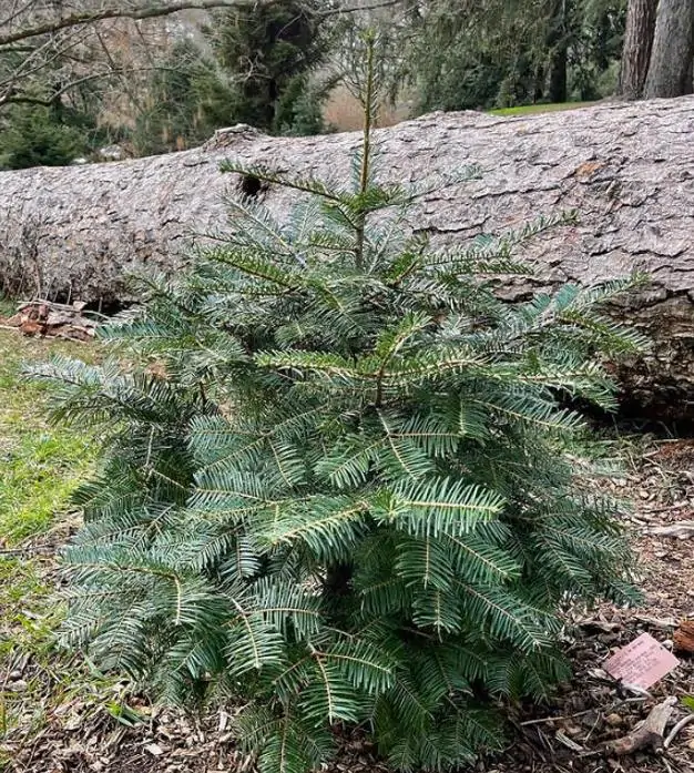 Abies grandis Inland (Picea Grandis, Pinus Grandis) - Abeto Gigante, Pinheiro gigante, Abeto Branco de Planície, Abeto de Bálsamo, Gia - Imagem 10