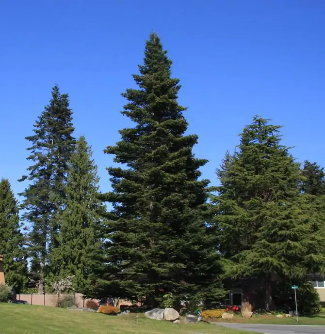 Abies grandis Inland (Picea Grandis, Pinus Grandis) - Abeto Gigante, Pinheiro gigante, Abeto Branco de Planície, Abeto de Bálsamo, Gia - Imagem 11