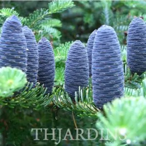 Abies koreana - Abeto Da Coréia, Gusang, Korean fir