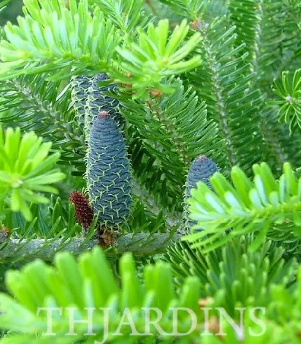 Abies koreana - Abeto Da Coréia, Gusang, Korean fir - Imagem 3