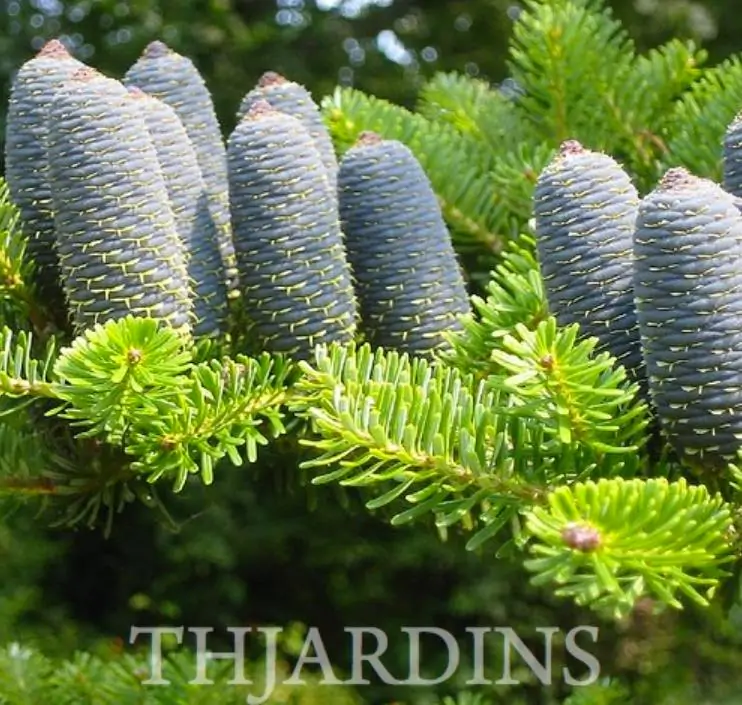 Abies koreana - Abeto Da Coréia, Gusang, Korean fir - Imagem 4
