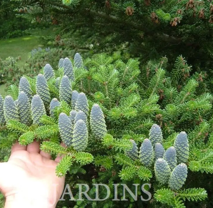 Abies koreana - Abeto Da Coréia, Gusang, Korean fir - Imagem 5
