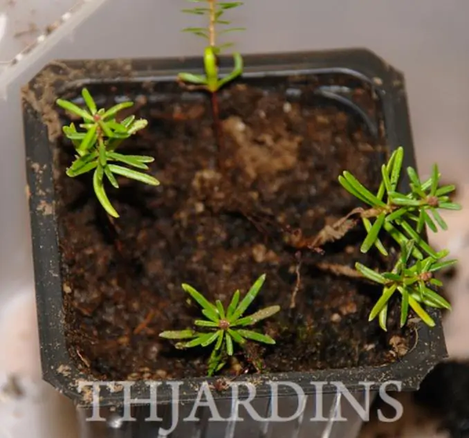 Abies koreana - Abeto Da Coréia, Gusang, Korean fir - Imagem 7