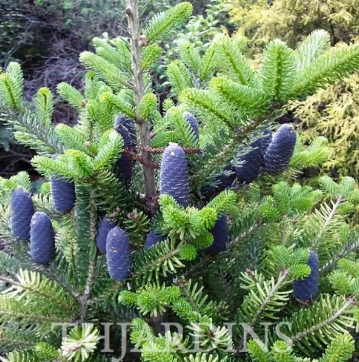 Abies koreana - Abeto Da Coréia, Gusang, Korean fir - Imagem 8