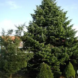 Abies nordmanniana Subsp. Equi-trojani - Abeto Caucasiano, Abeto De Trojan, Abeto Cavalo de Tróia, Pinheiro da Turquia
