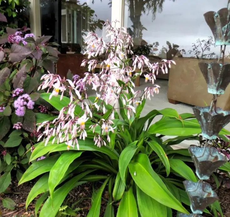 Arthropodium cirratum - Lírio Rocha da Nova Zelândia, Lírio Renga, Rengarenga - Imagem 5