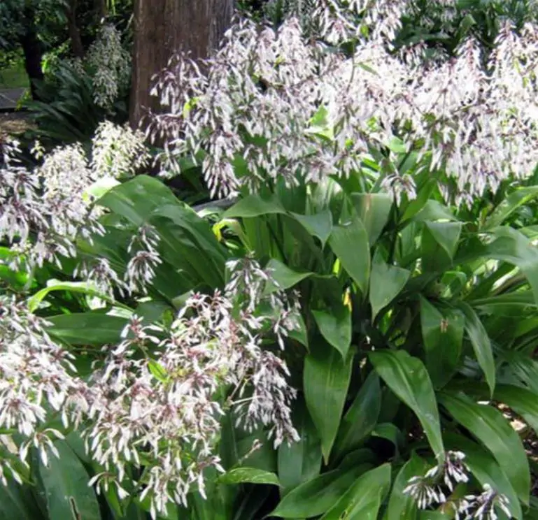 Arthropodium cirratum - Lírio Rocha da Nova Zelândia, Lírio Renga, Rengarenga - Imagem 7
